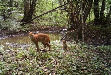 Спецпроект Netflix показал возрождение природы в Чернобыле: уникальные кадры
