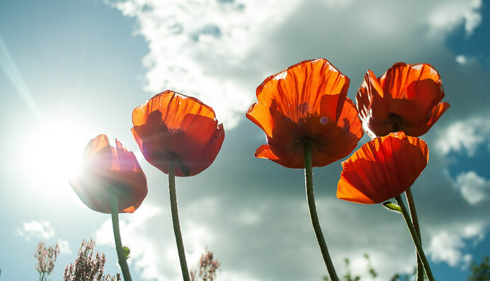 Солнце поджарит небеса: синоптики рассказали о погоде на выходные