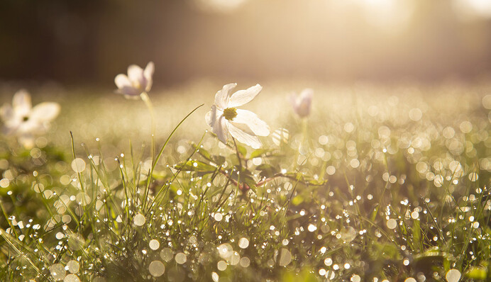 Мокрый конец июня: синоптики дали прогноз на неделю