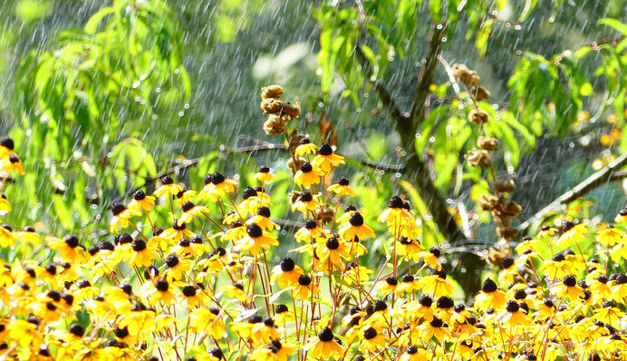 Аномальна спека: якою буде погода до кінця літа
