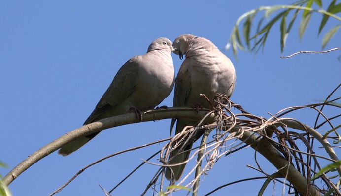 День поцілунку і іменини Антона: яке свято 6 липня