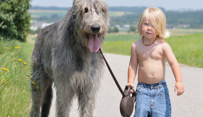 В сети новый флешмоб: люди постят забавные фото своих ирландских волкодавов - и это жуть, как они велики