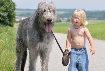 У мережі новий флешмоб: люди постять кумедні фото своїх ірландських вовкодавів - і це жах, які вони великі