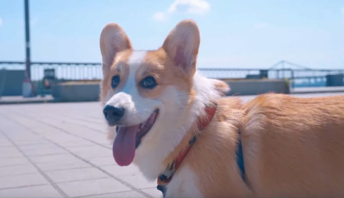 В сети расхвалили новый туристический проморолик Киева: и все благодаря милахе корги