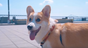 У мережі розхвалили новий туристичний проморолик Києва: і все завдяки миласі коргі