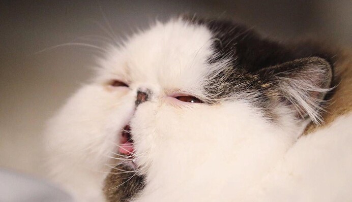 Знайомтеся, це Зуу: в мережі знайшли соню-кота, який виглядає як і всі ми вранці