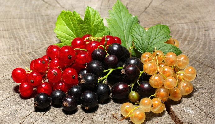 Вино из смородины: как приготовить дома вкусный напиток без консервантов