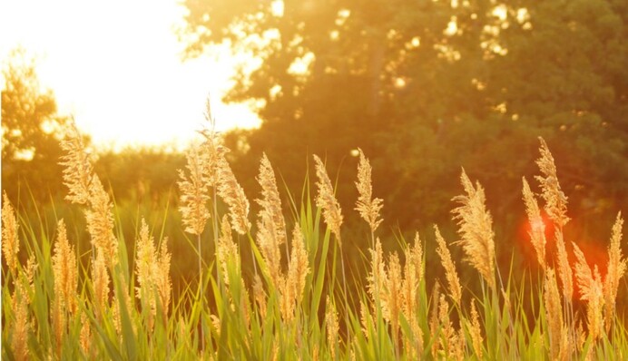 Майже ідеальна погода: синоптики потішили прогнозом на тиждень