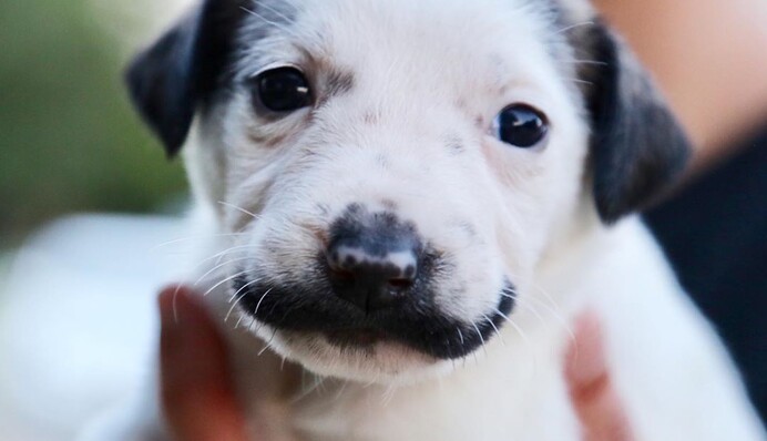 Завидные усы: в США нашли щенка, который выглядит в точности как Сальвадор Дали