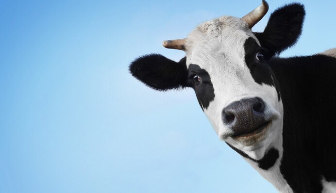 Жуткое предложение: фермер подарил невесте кольцо странным способом