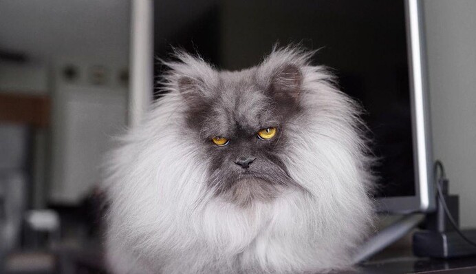 У мережі знайшли найсуворішого кота в світі: тепер його рогаті фото з'явилися навіть на футболках