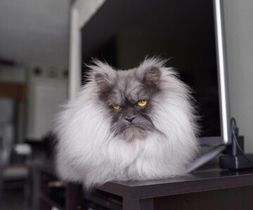 У мережі знайшли найсуворішого кота в світі: тепер його рогаті фото з'явилися навіть на футболках