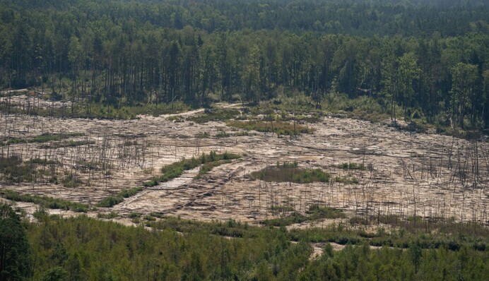 Просто припинити копати: як Зеленський оголосив бурштинову війну в Україні