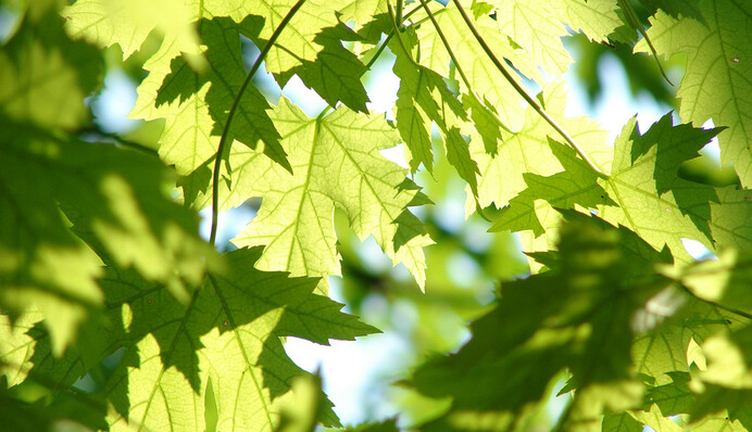 Лето возвращается: чем украинцев порадует погода на выходные