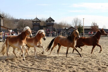 Під Києвом битимуться Княжі дружинники