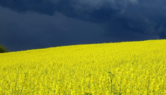 День Незалежності з грозами: що буде з погодою у вихідні