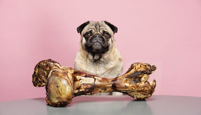 В сети нашли самого талантливого пса-актера: ради еды и внимания он прикинулся калекой