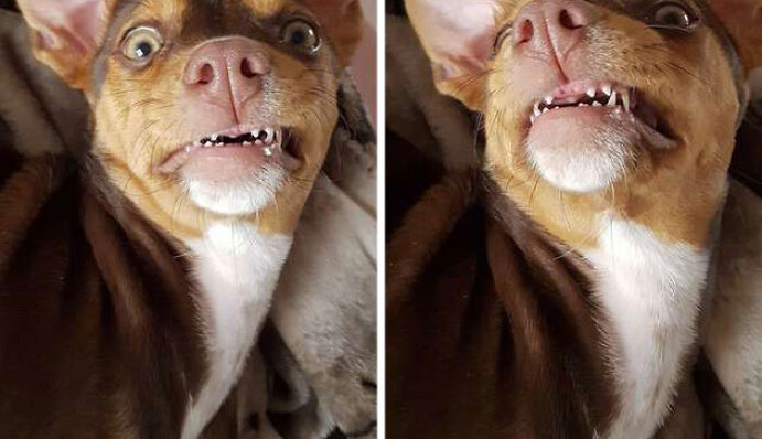 Семья часами искала зубные протезы бабули и их находка от души позабавила соцсети: фото