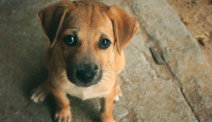 Під час урагану Доріан на Багамах жінка прихистила вдома 97 бездомних собак: фото