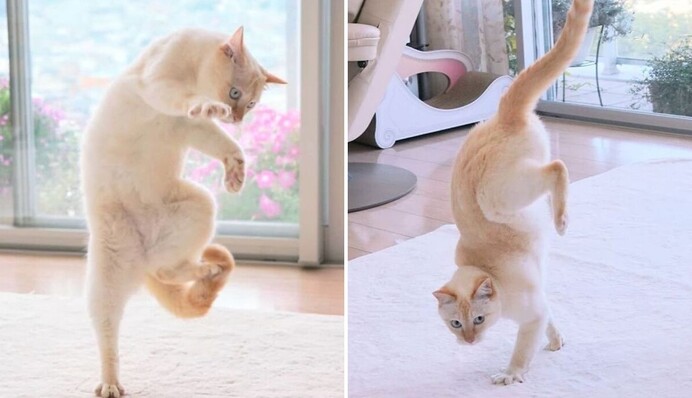Сеть покорили фото танцующего кота из Японии: его позы неповторимы