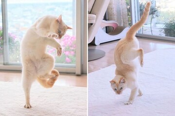Мережу підкорили фото танцюючого кота з Японії: його пози неповторні