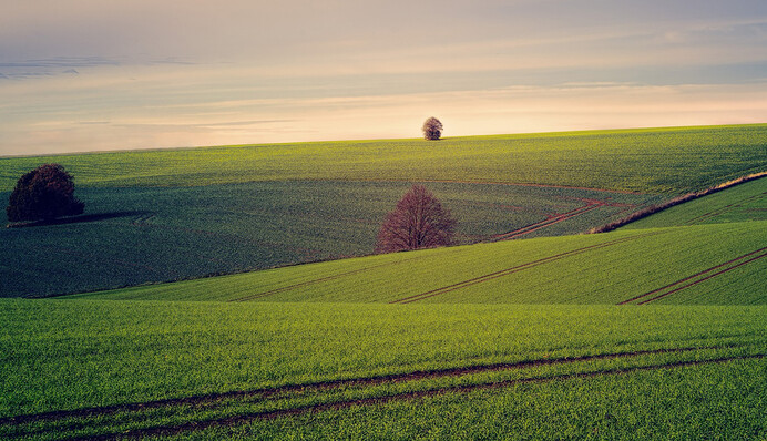 Цьому дам, цьому не дам: як в Україні зібралися продавати сільгоспземлі