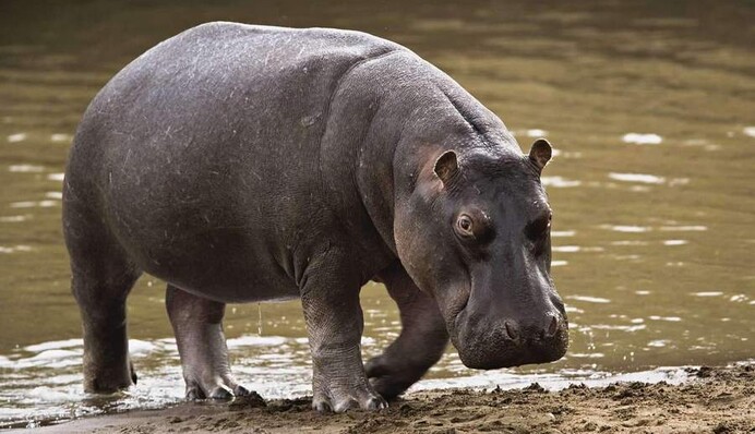 Найден худший способ узнать пол ребенка: для этого паре в США потребовался бегемот