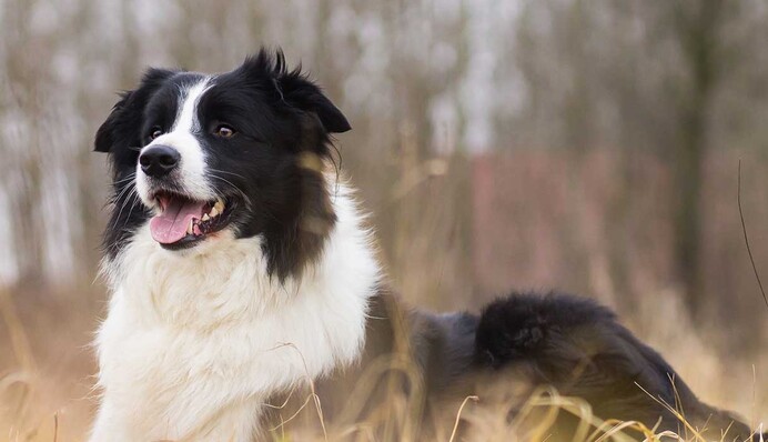 Американка бросила работу, чтобы найти любимую собаку: ее решение помогло псу выжить