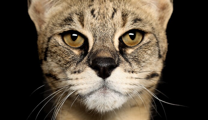 Защитники животных обвинили Джастина Бибера в покупке экзотических котят за 35 тысяч долларов