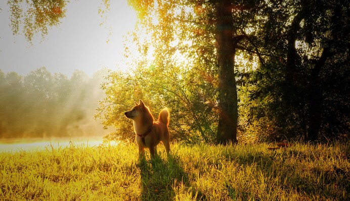 Літо посеред осені: якою буде погода до кінця тижня