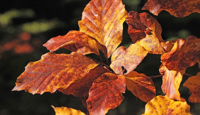 Сухо и +24: октябрьское лето продлится еще неделю