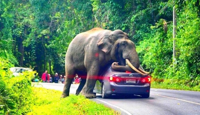 У Таїланді слон втомився і приліг на машину з туристами: сьогодні він зірка соцмереж