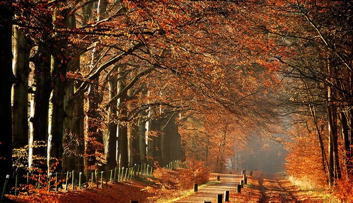 Бабье лето-2: в Украину снова возвращается тепло