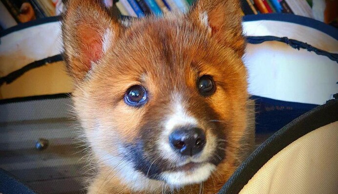 Женщина подумала, что нашла во дворе щенка, но его ДНК-тест стал сюрпризом для всех