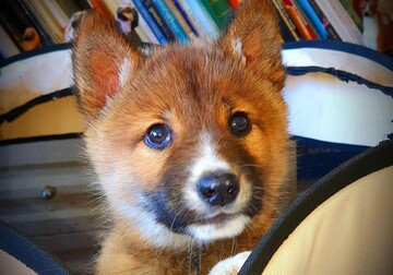 Жінка подумала, що знайшла у дворі цуценя, але його ДНК-тест став сюрпризом для всіх