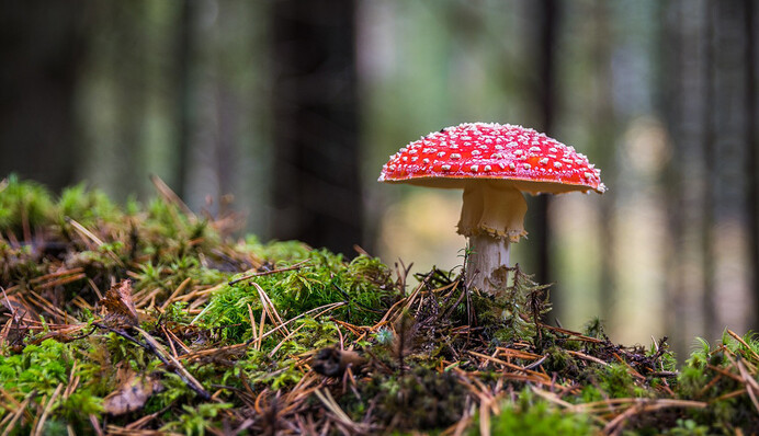 Мокро, но приятно: погода будет радовать украинцев еще неделю