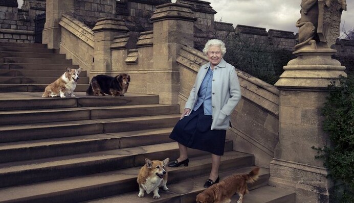 Самые избалованные собаки Британии: повар рассказал о меню королевских корги