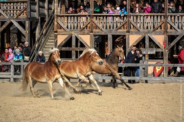 Під Києвом покажуть унікальну колекцію коней часів Київської Русі