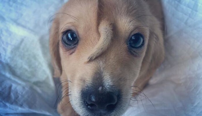 Спасатели нашли милейшего щенка-единорога - еще один хвост на лбу сделал его звездой соцсетей