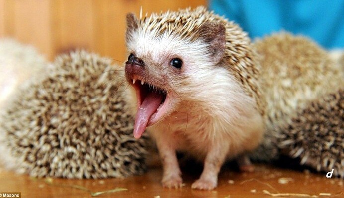 Блогери показали, як виглядають сплячі їжачки - ці фото зроблять ваш день