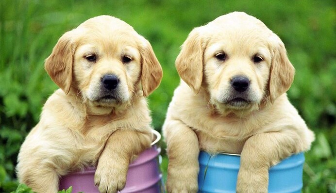 Ученые нашли точную формулу расчета возраста собак - все куда сложнее, чем мы думали