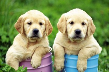 Вчені знайшли точну формулу розрахунку віку собак - все значно складніше, ніж ми думали