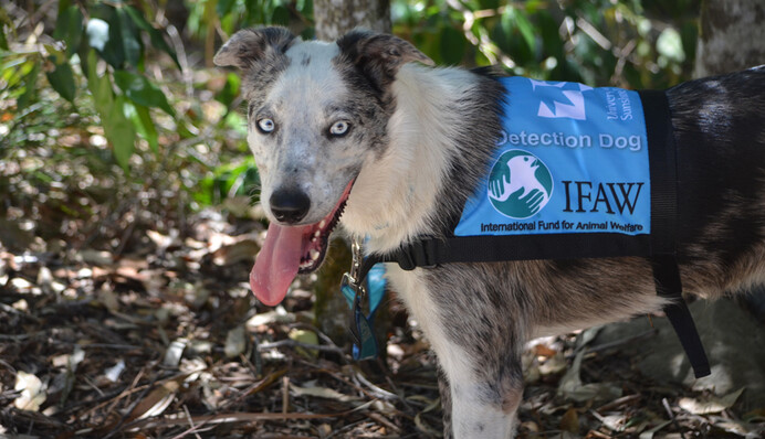 Спасатели объединились с собаками для спасения коал из горящих лесов Австралии: фото