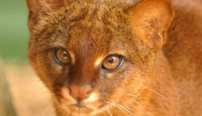 Женщина подобрала с улицы дикое животное, которое приняла за обычного котенка: фото