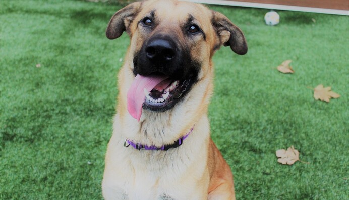 Бездомна собака врятувала осиротілих кошенят, що замерзали в снігу: фото