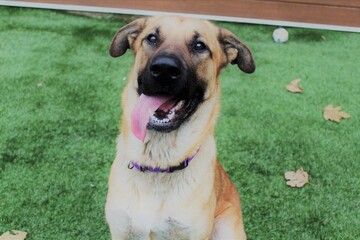 Бездомна собака врятувала осиротілих кошенят, що замерзали в снігу: фото