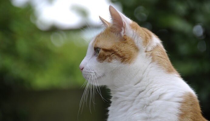 Покупці бойкотували магазин, куди перестали пускати милого кота: фото