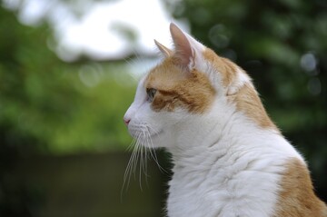 Покупці бойкотували магазин, куди перестали пускати милого кота: фото