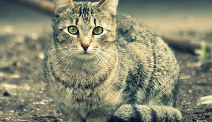 Мужчине вернули любимого кота, которого он считал давно погибшим: фото