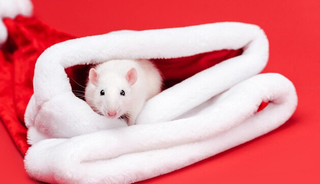 В каких цветах встречать Новый год-2020 - подбираем праздничный гардероб